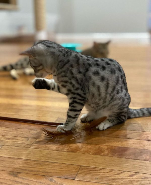 Luna - Female