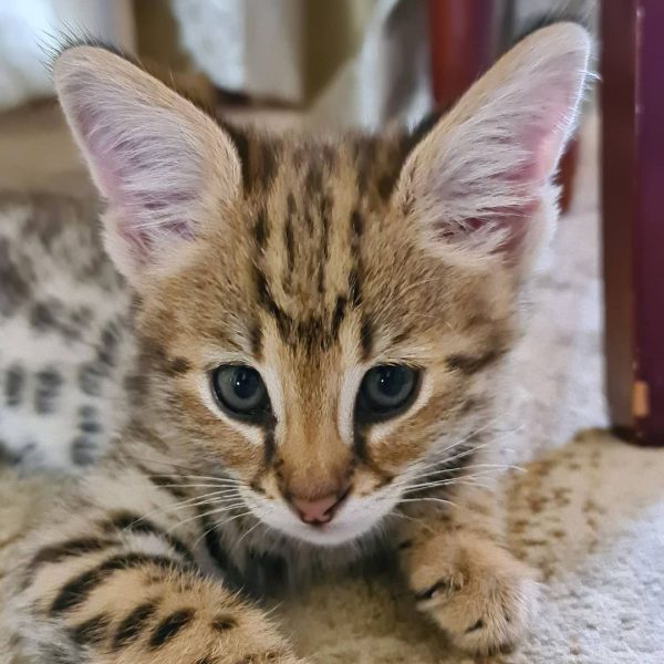 Georgia - Female