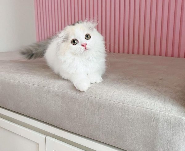 Mika - Female