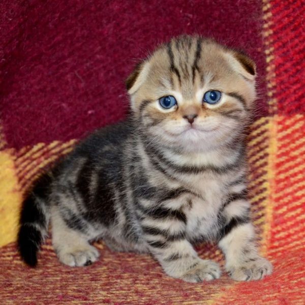 Finley - Male - Image 2