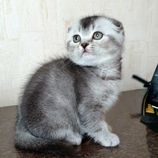 Cleo - Male