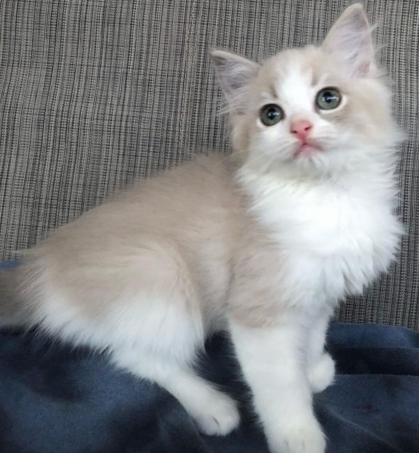 Ellie - Female