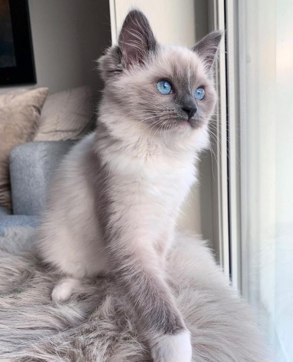 Angel  - Female