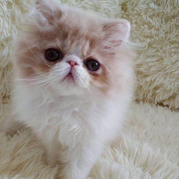 Tilly - Female