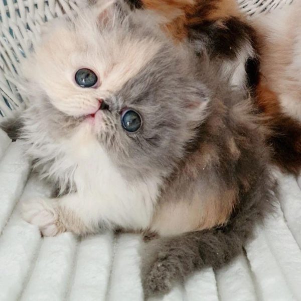 Molly - Female
