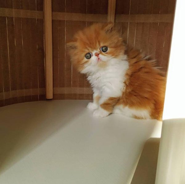 Milo - Male
