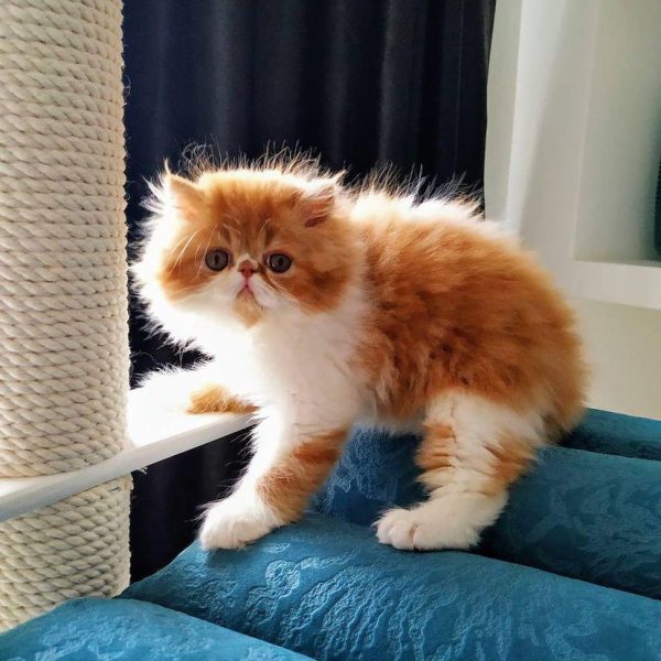 Milo - Male - Image 2