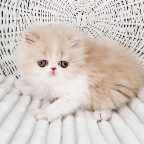 Daisy - Female