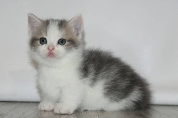 Sasha - Female