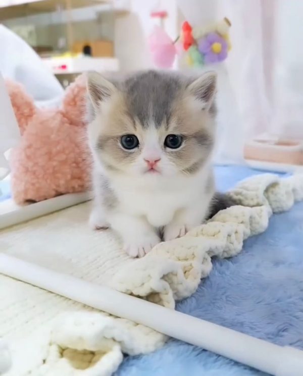 Coco - Female