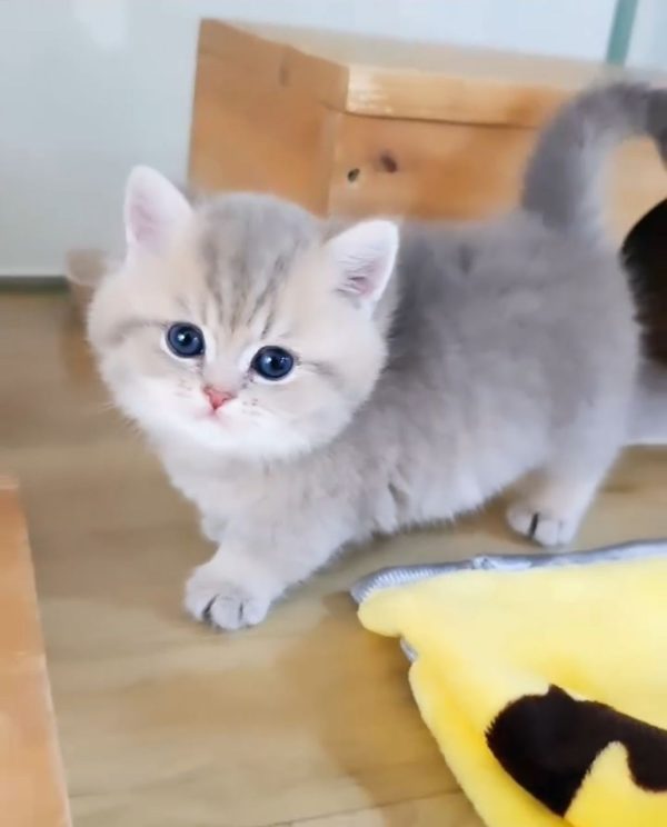 Charlie - Male
