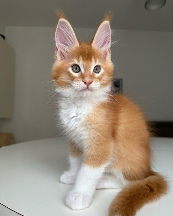 Billy - Male