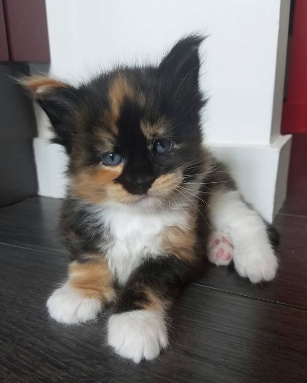 Bazil - Male