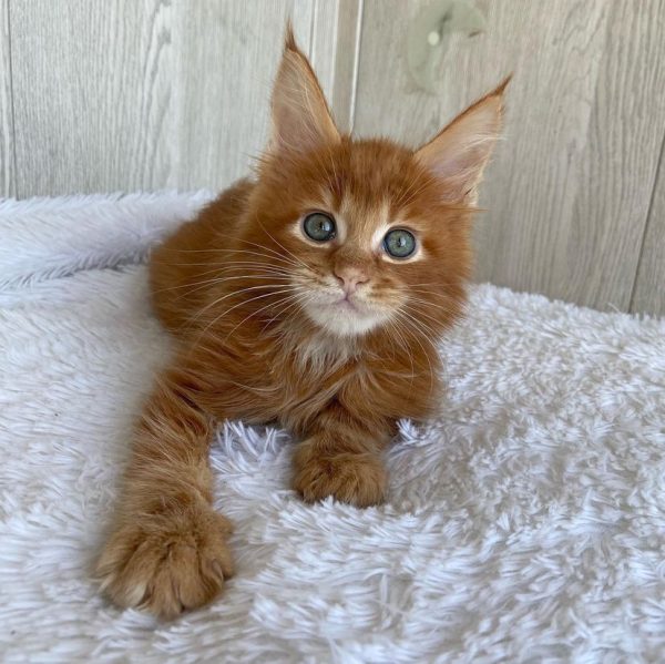 Ella - Female
