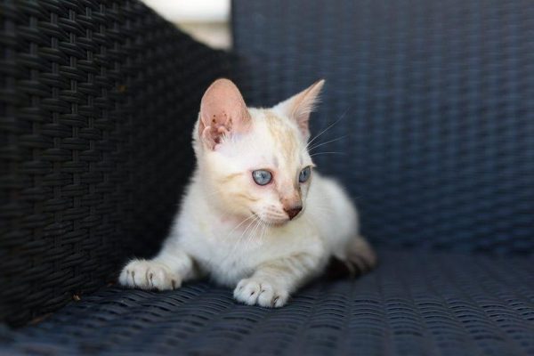 Buba – Male - Image 3