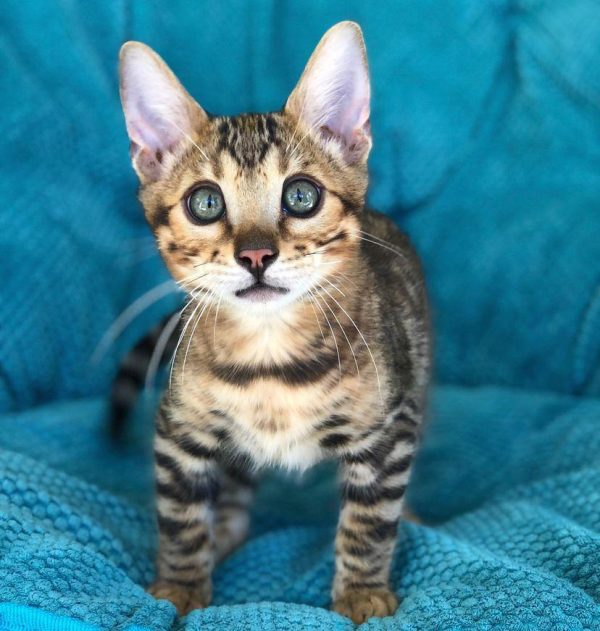 Tigger – Female