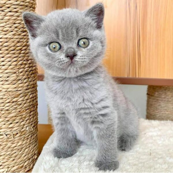 Beverly - Female