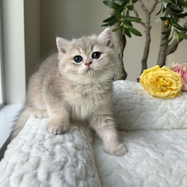 Biscuit - Female